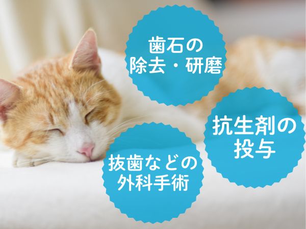 猫の歯周病の症状