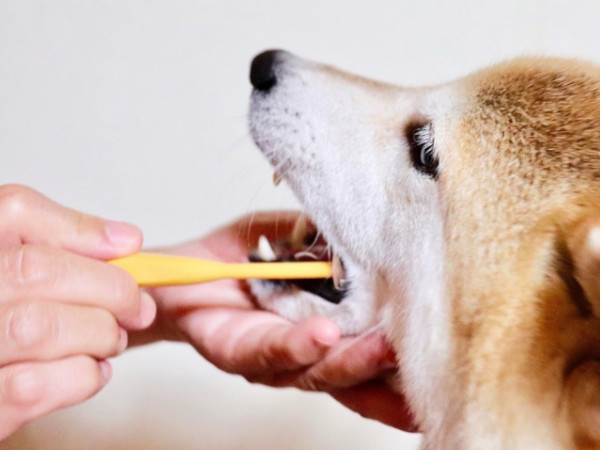 犬の歯周病の治療方法