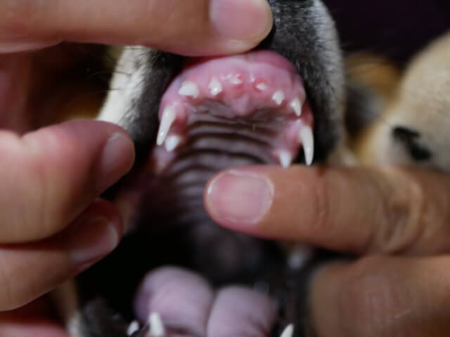 犬の歯周病の治療法は？