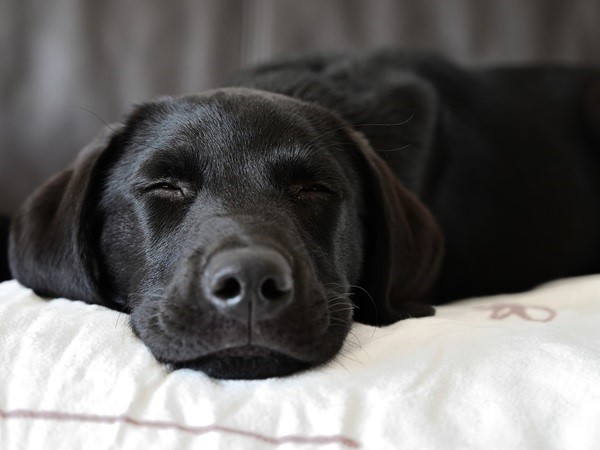 犬の睡眠時間