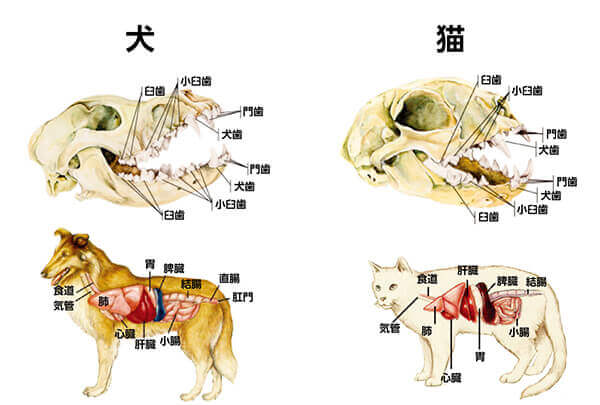 サプリメント通販｜犬猫｜栄養｜免疫｜関節｜効果｜ぽちたま薬局