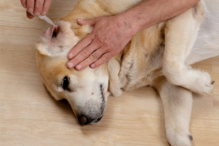 犬用点耳薬のやり方