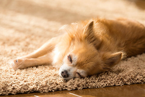 犬のてんかん発作の症状