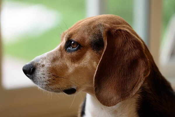 てんかんを発症しやすい犬種