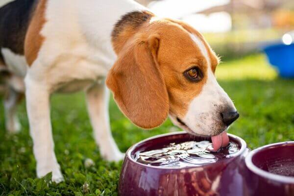 犬の腎臓病の症状