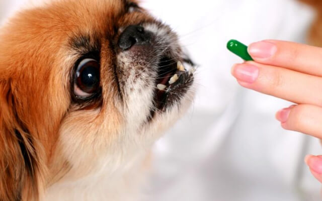 犬の薬の飲ませ方