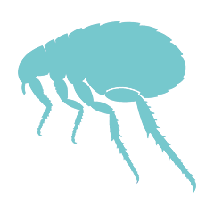 ノミ