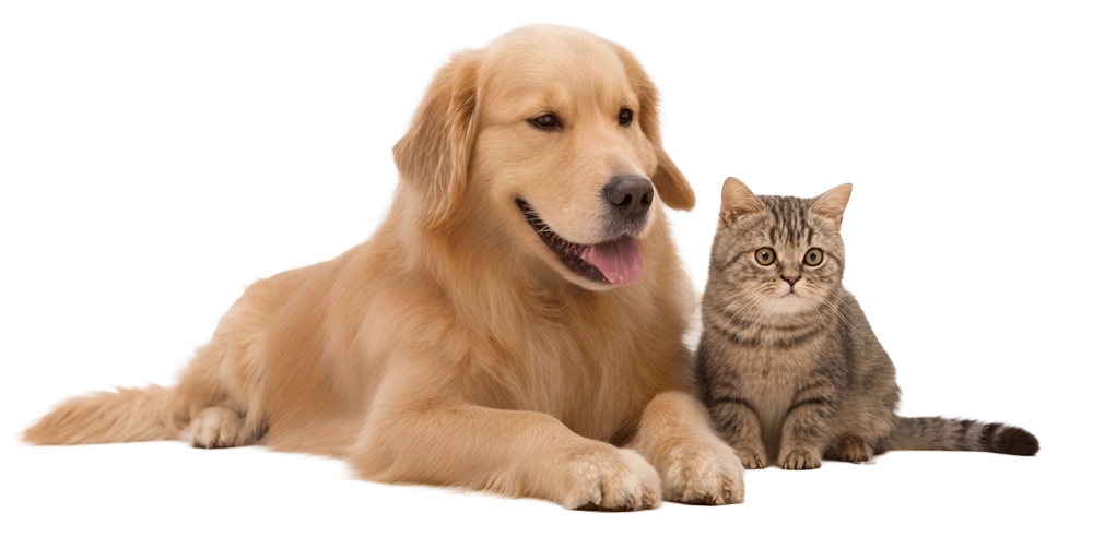 犬と猫