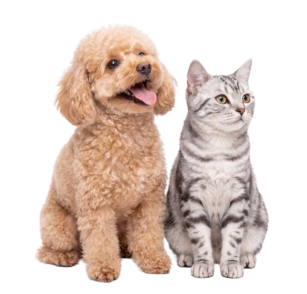 愛犬