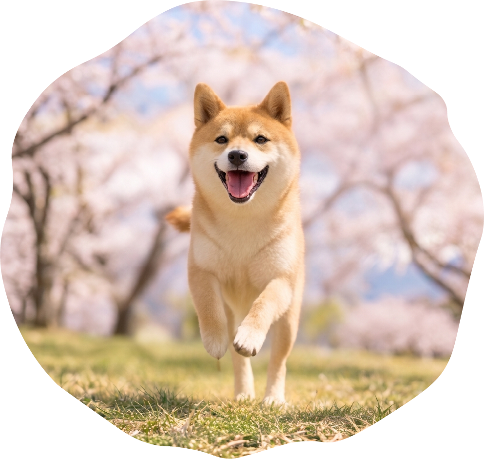 走る犬と猫