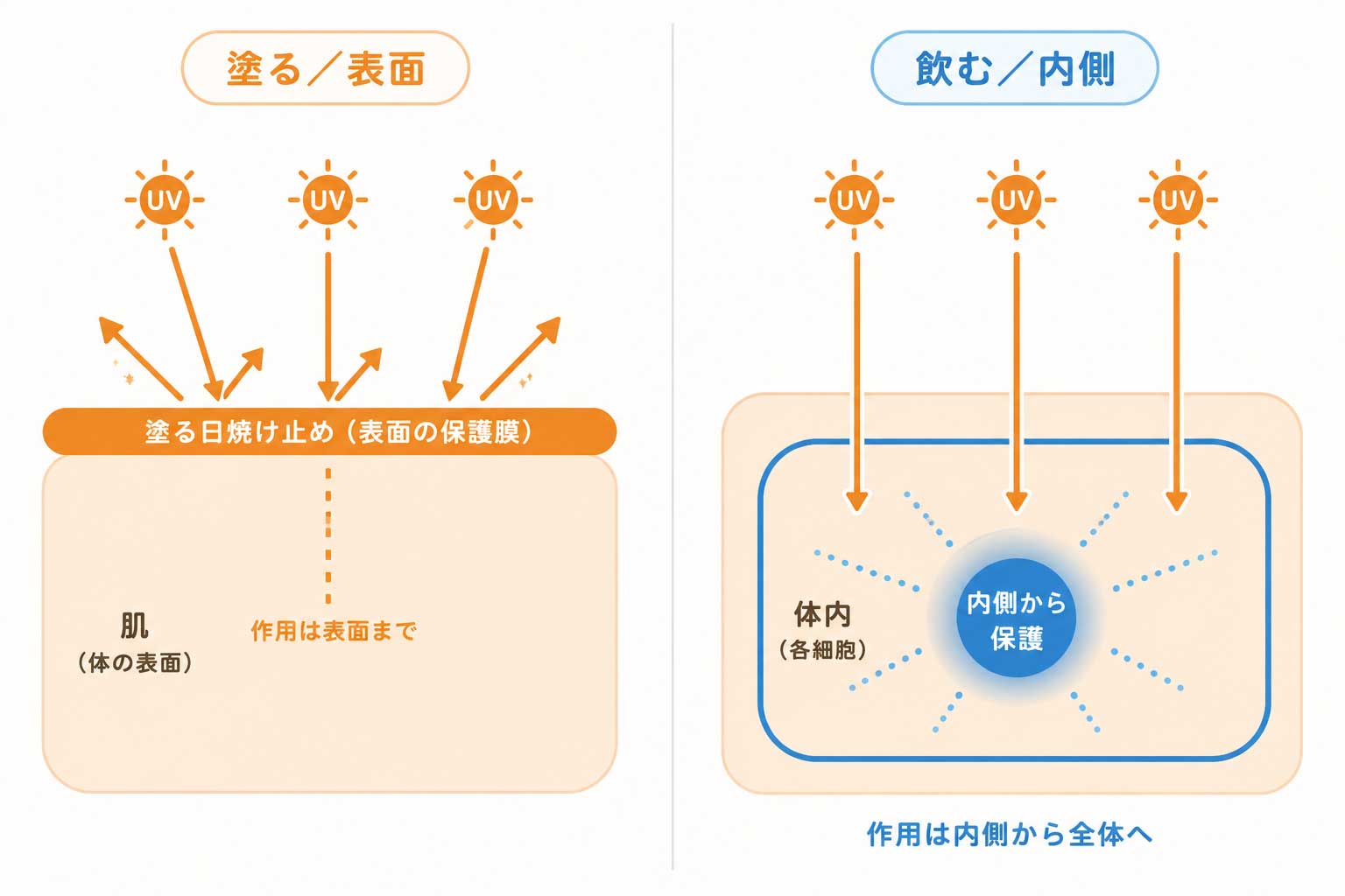 塗る日焼け止めと飲む日焼け止めの作用