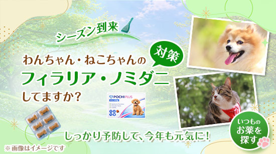フィラリア予防・ノミダニ予防のシーズン到来
