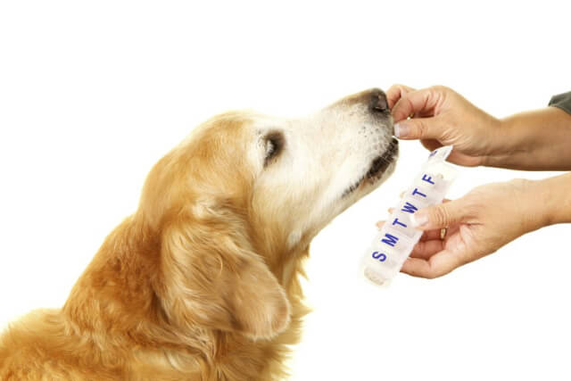 犬の薬の種類と飲ませ方