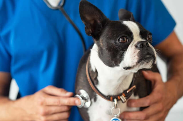 犬のアジソン病(副腎皮質機能低下症)と治療薬