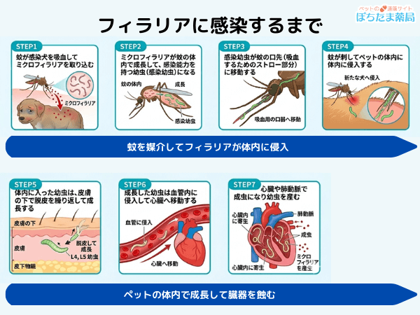 フィラリア感染のメカニズム