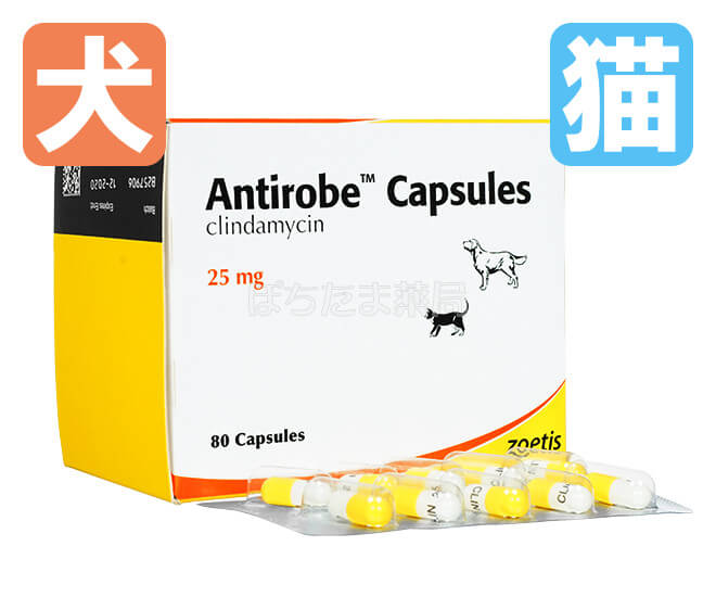 抗生物質 抗菌剤の通販 犬猫 膿皮症 膀胱炎 ぽちたま薬局
