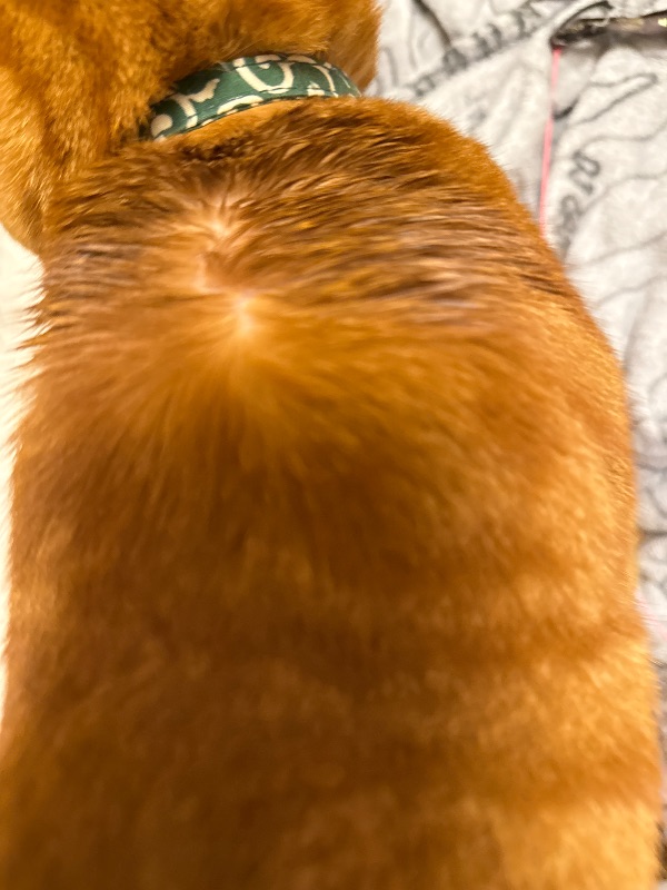 ネクスガードキャットコンボ 口コミ