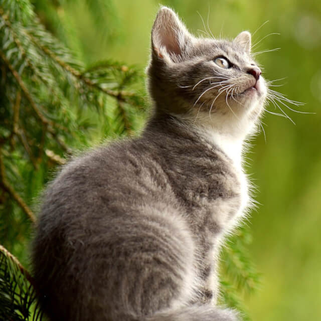 猫にも届けたい乳酸菌のチカラ ヨーグルトのススメ ぽちたま薬局スタッフブログ