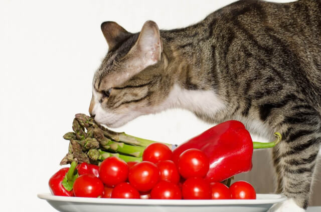 ぜひ食べさせたい 猫の手作りご飯におすすめの食材 ぽちたま薬局スタッフブログ