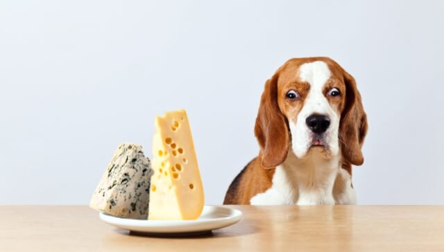 犬にチーズを食べさせても良いの？