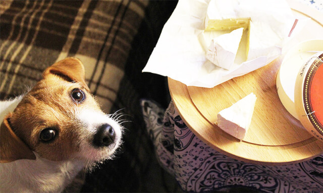基本的にチーズは犬にあげても大丈夫です！