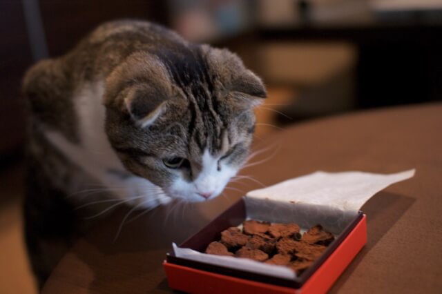 猫にチョコレートは危険？あげちゃダメな理由と日々の心がけ