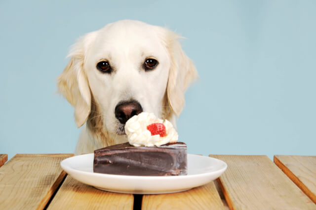 犬がチョコレートを食べることの危険性