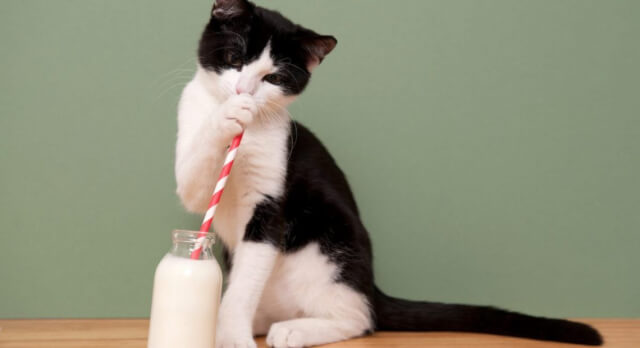 猫に牛乳はもう古い？与えない方がよい理由と与える時の注意点