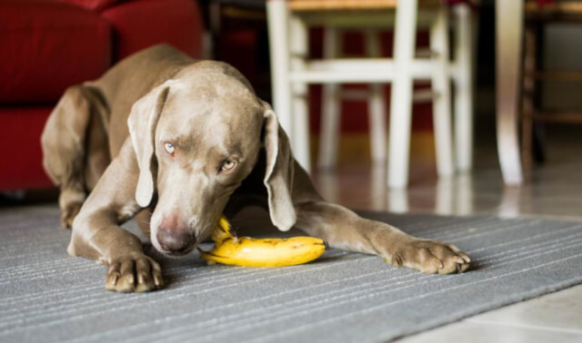 バナナは犬にも元気を与える バナナがもたらすメリットと手作りおやつのススメ ぽちたま薬局スタッフブログ