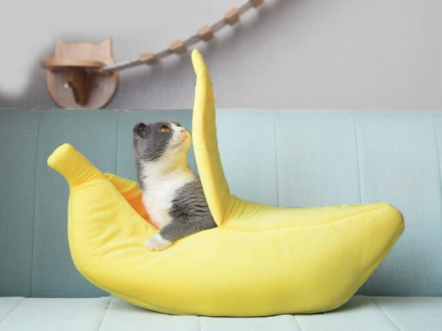 バナナで愛猫もしあわせになる！？バナナ食のメリットや注意点を紹介