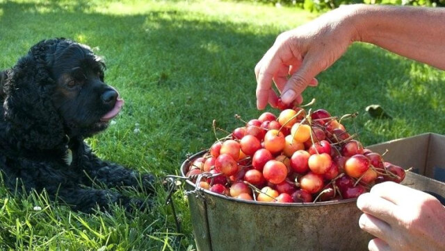 犬はさくらんぼを食べてもok 期待できる効果や注意点を紹介します ぽちたま薬局スタッフブログ