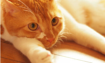 おしっこの色が赤い 猫の血尿の原因を解説 ぽちたま薬局スタッフブログ