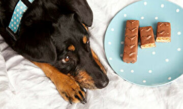 犬にチョコレートは危険というのは嘘？本当？