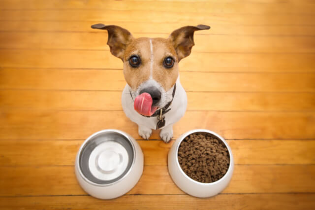 花粉症予防に犬に与えたい食材