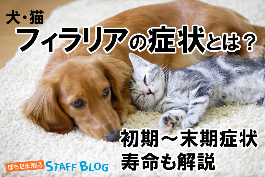 犬猫のフィラリアの初期症状とは？末期症状や寿命も解説