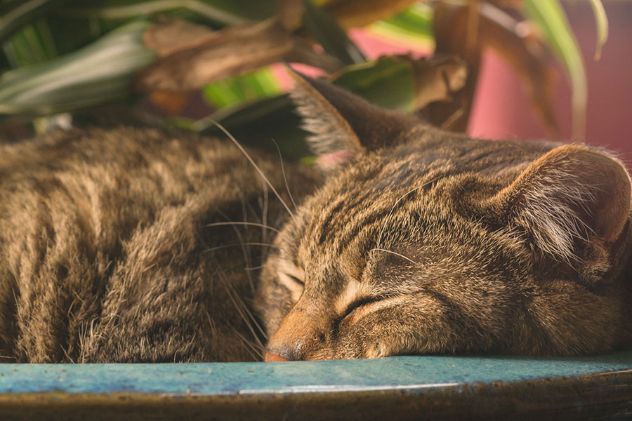 症状が出た時点で危険？猫がフィラリアに感染した場合の症状
