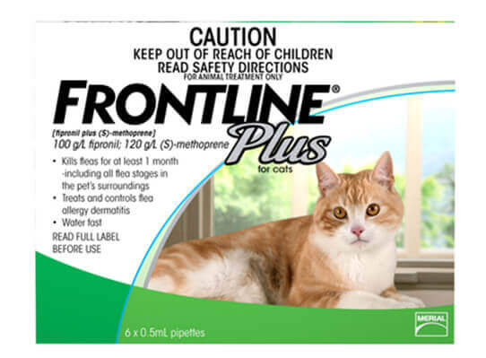 猫もフィラリア症になるって知ってた 猫のフィラリアとは ぽちたま薬局スタッフブログ