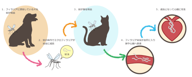 フィラリアが猫に感染する経路