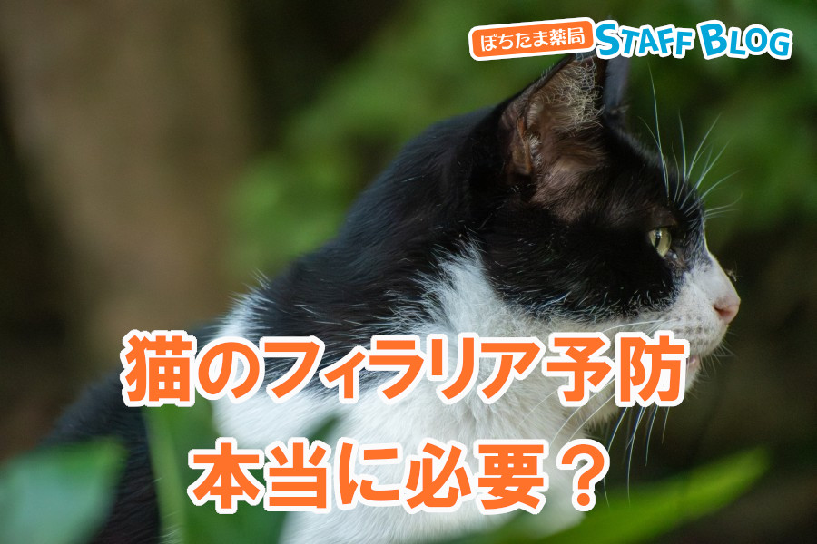 猫のフィラリア予防してますか？フィラリア予防の必要性と予防期間について