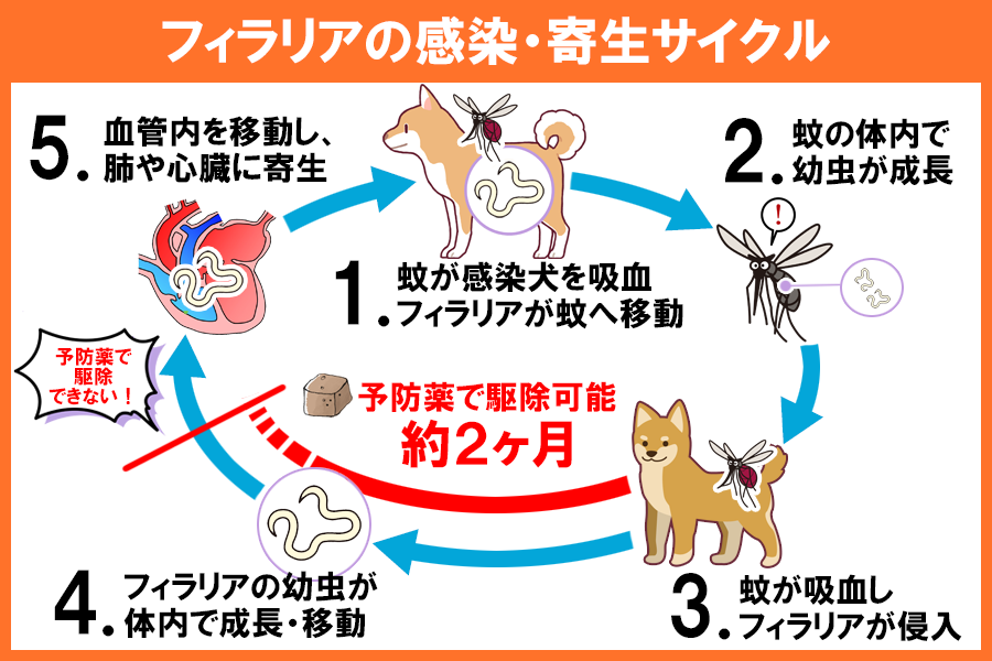 フィラリア感染とフィラリア予防薬の作用メカニズム