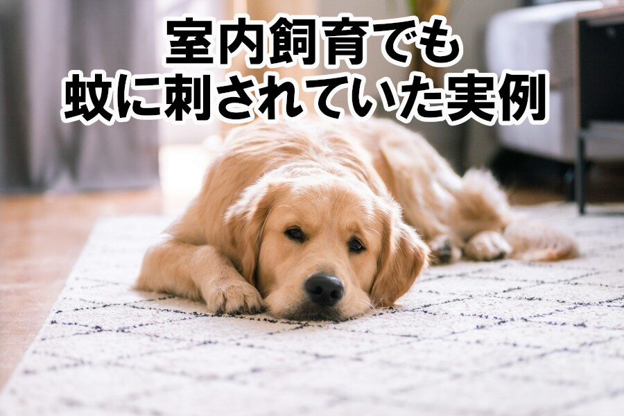 室内飼育でも刺されていた実例 