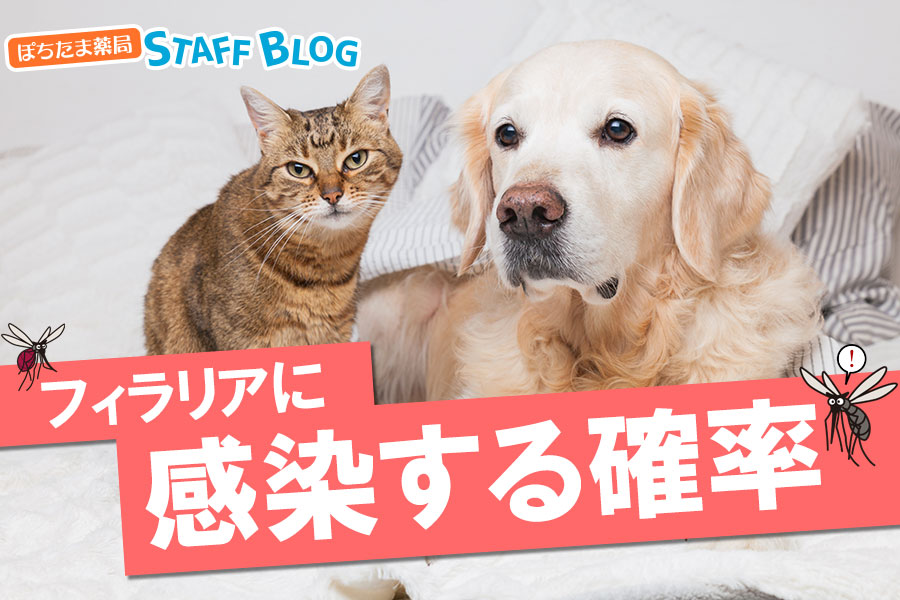 犬猫がフィラリアに感染する確率はどれぐらい？