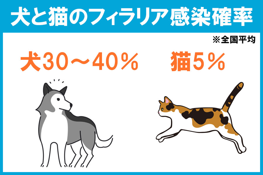 フィラリアに感染する確率は犬で約40%、猫で5%