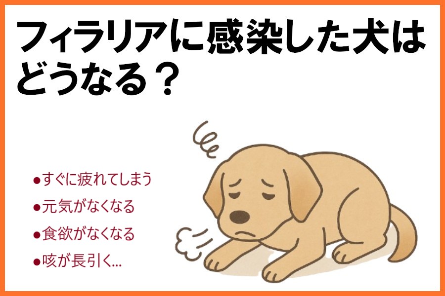 フィラリアに感染した犬はどうなる?