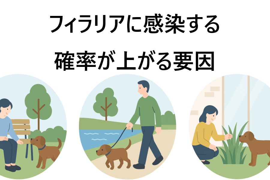 フィラリアに感染する確率が上がる要因
