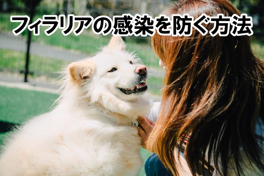 フィラリアの感染を防ぐ方法
