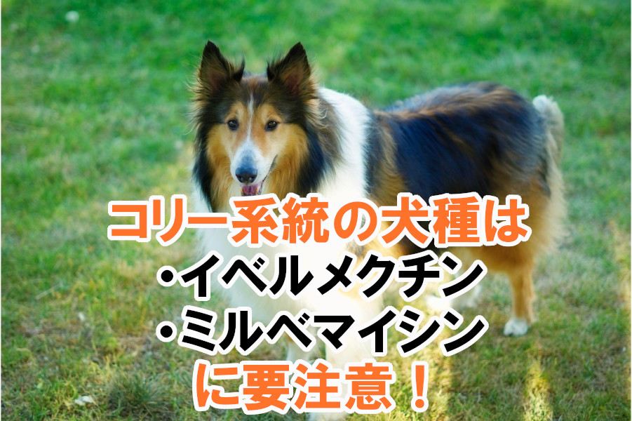 コリー系統の犬種は有効成分に要注意