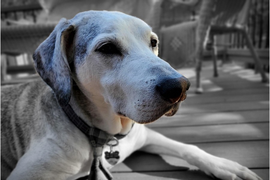 老犬にフィラリア予防薬を投与した場合の副作用