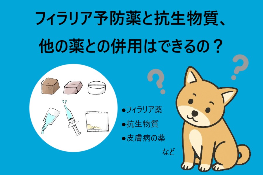 フィラリア予防薬と抗生物質や他の薬との併用はできる？