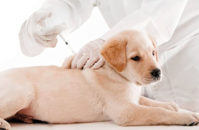 フィラリア予防接種をする犬